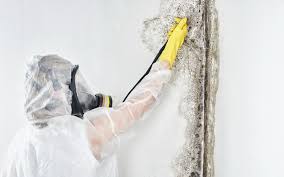 Why You Should Choose Our Mold Remediation Services in Joseph City, AZ